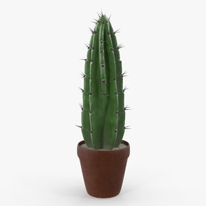 3D cereus peruvianus cactus