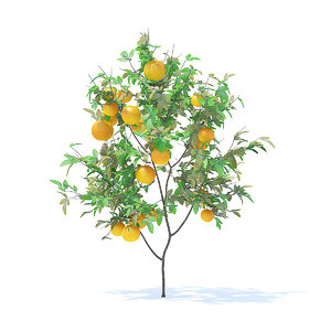 orange tree 1 6m 3D