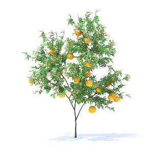 orange tree 2 1m 3D model