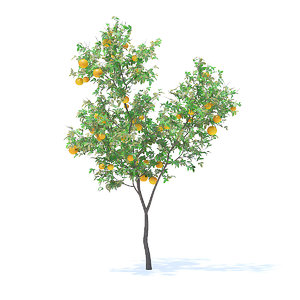 orange tree 3 4m 3D