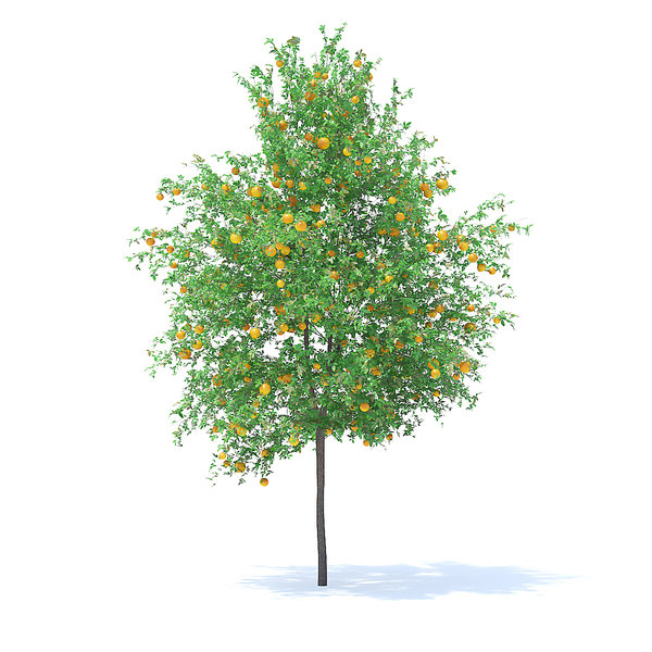 orange tree 20 3d model
