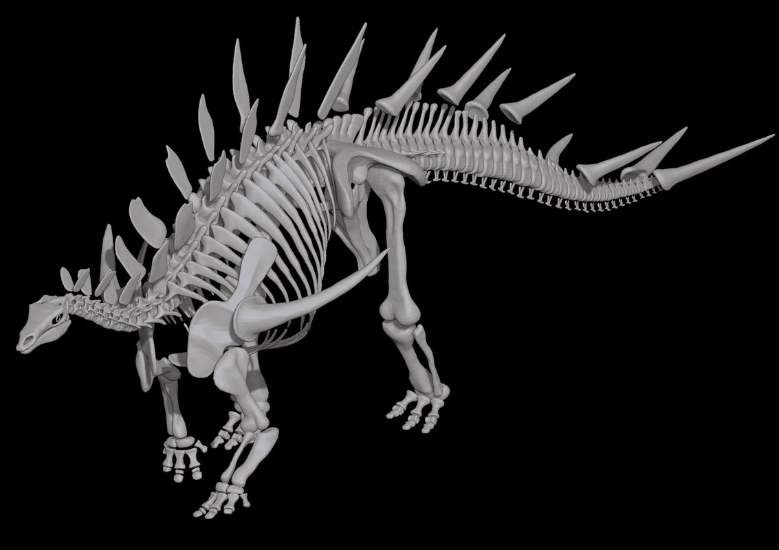 kentrosaurus fossil