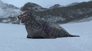 seal product rigged 3D