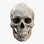 realistic human skull 3D