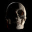 realistic human skull 3D
