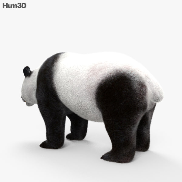 3D Giant Panda Model - TurboSquid 1254308