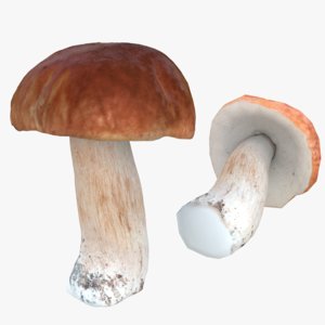 boletus edulis mushroom polys model