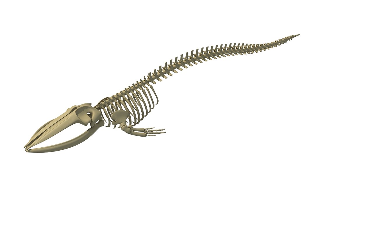 Fin whale skeleton model - TurboSquid 1254465