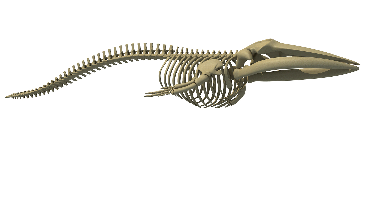 Fin whale skeleton model - TurboSquid 1254465