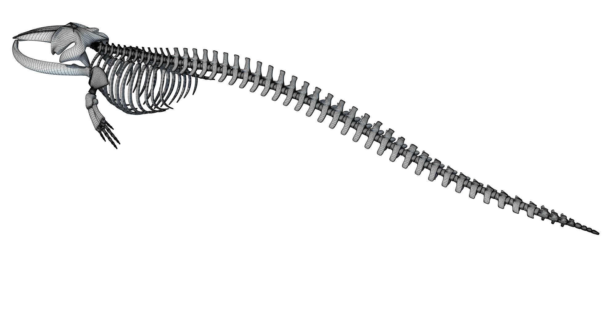 Fin whale skeleton model - TurboSquid 1254465