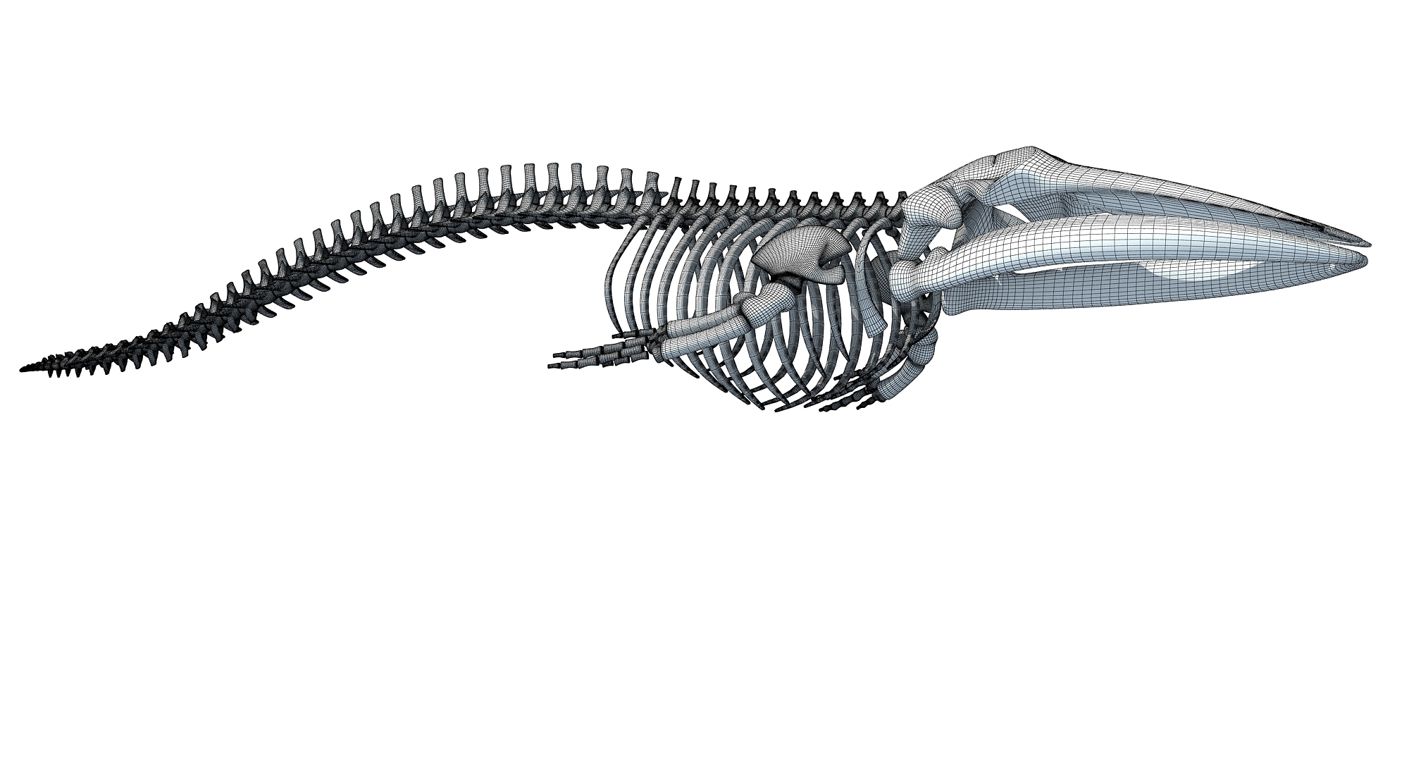 Fin whale skeleton model - TurboSquid 1254465