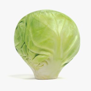 3D brussels sprout 2 model