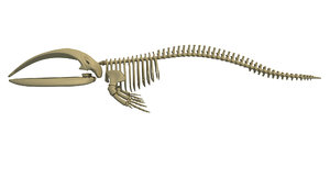 3D right whale skeleton model