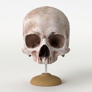 vfx based skull model