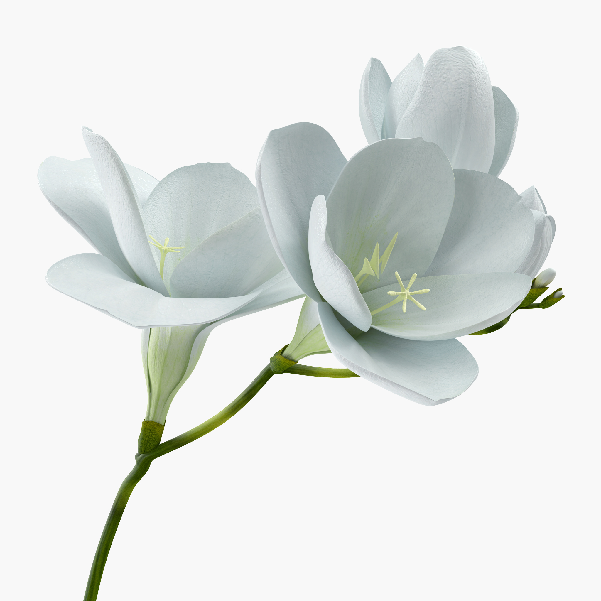 Flower Model C4d Free | Best Flower Site
