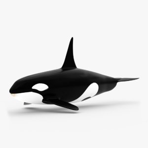 killer whale model