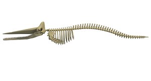 sperm whale skeleton 3D