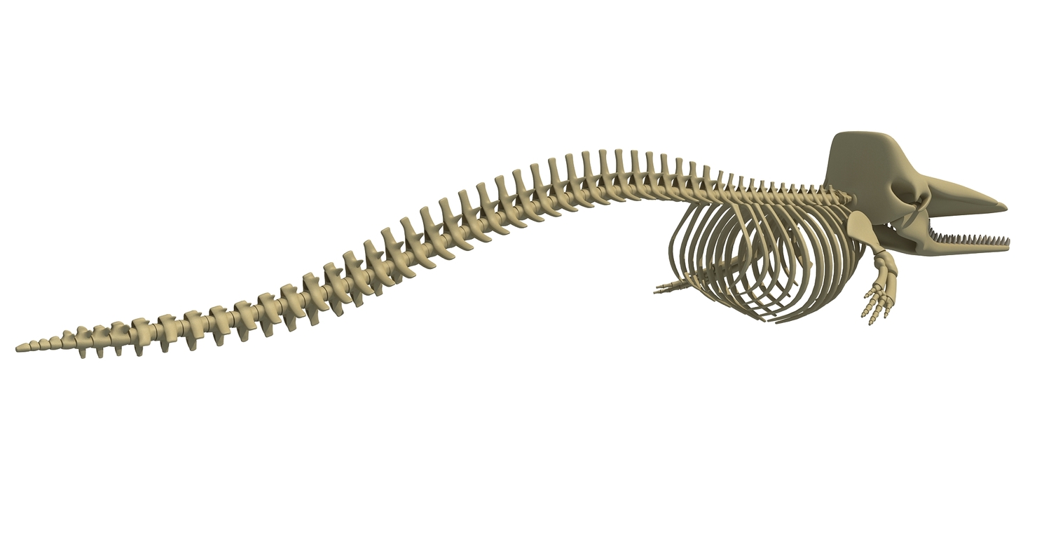 Sperm whale skeleton 3D - TurboSquid 1255007