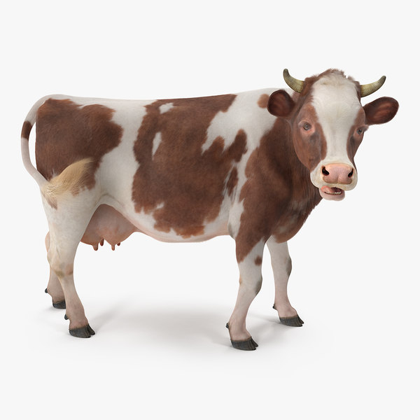 Cow 3D Models for Download | TurboSquid