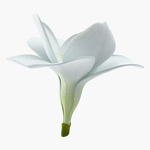 3D freesia flower model