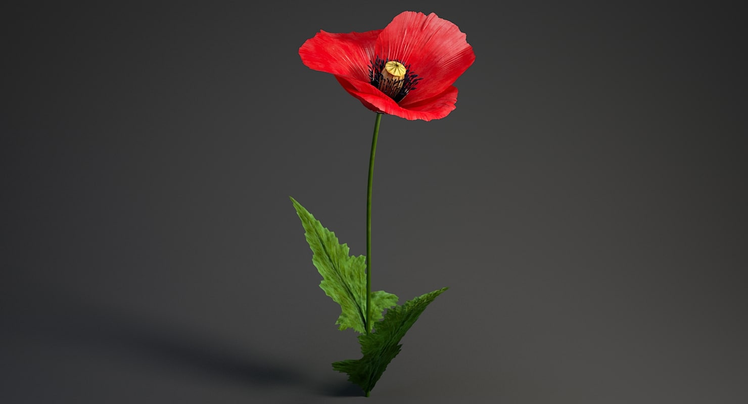 3D realistic poppy flower - TurboSquid 1255335