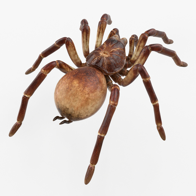 Goliath birdeater rigged 3D - TurboSquid 1256305