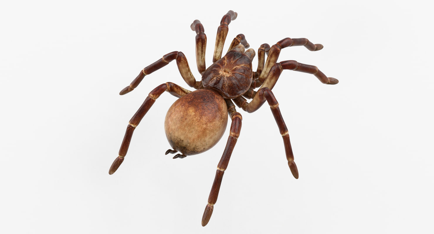 Goliath birdeater rigged 3D - TurboSquid 1256305