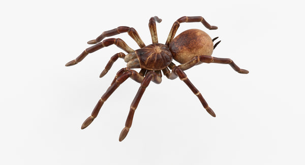 Goliath Birdeater Rigged 3d - Turbosquid 1256305