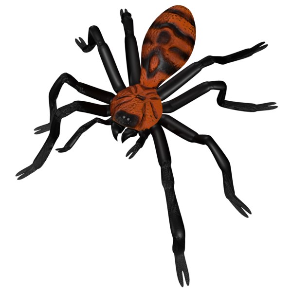 tarantula tiger rump 3d model