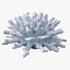 corals sun brain 3D model