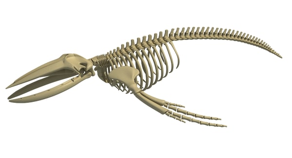 Whale skeletons 3D model - TurboSquid 1256604