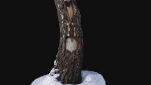 photoscan birch trunk snow model