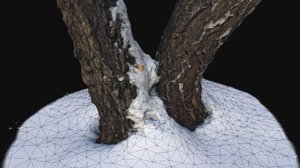 3D photoscan birch trunk snow model