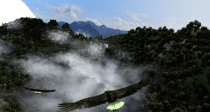 eagle forest model