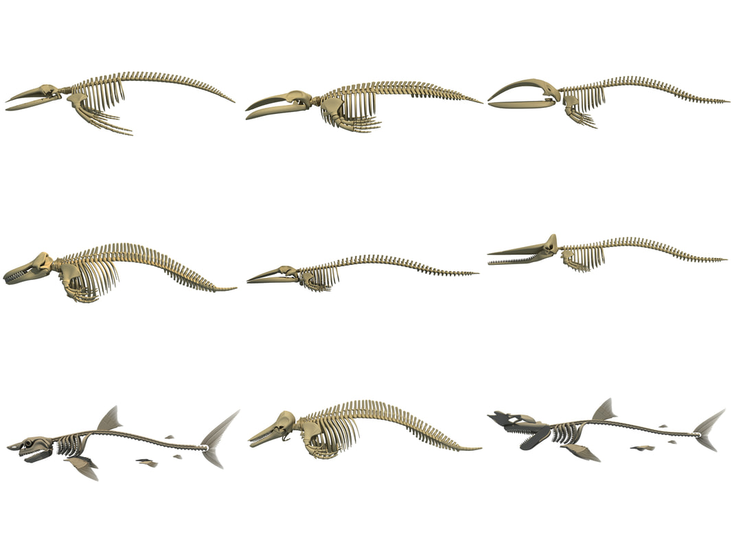 3D whale shark skeletons - TurboSquid 1257138