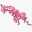 3D realistic sakura branch model
