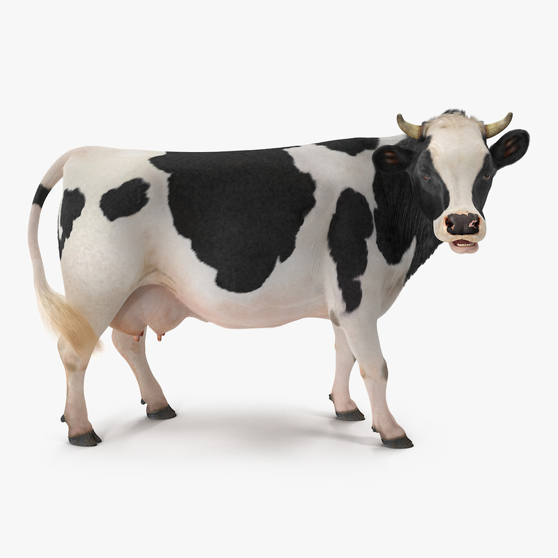 3D model dairy cow fur rigged - TurboSquid 1257280