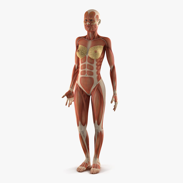 anatomy female muscular 3D model