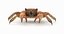 shore crab 3D model