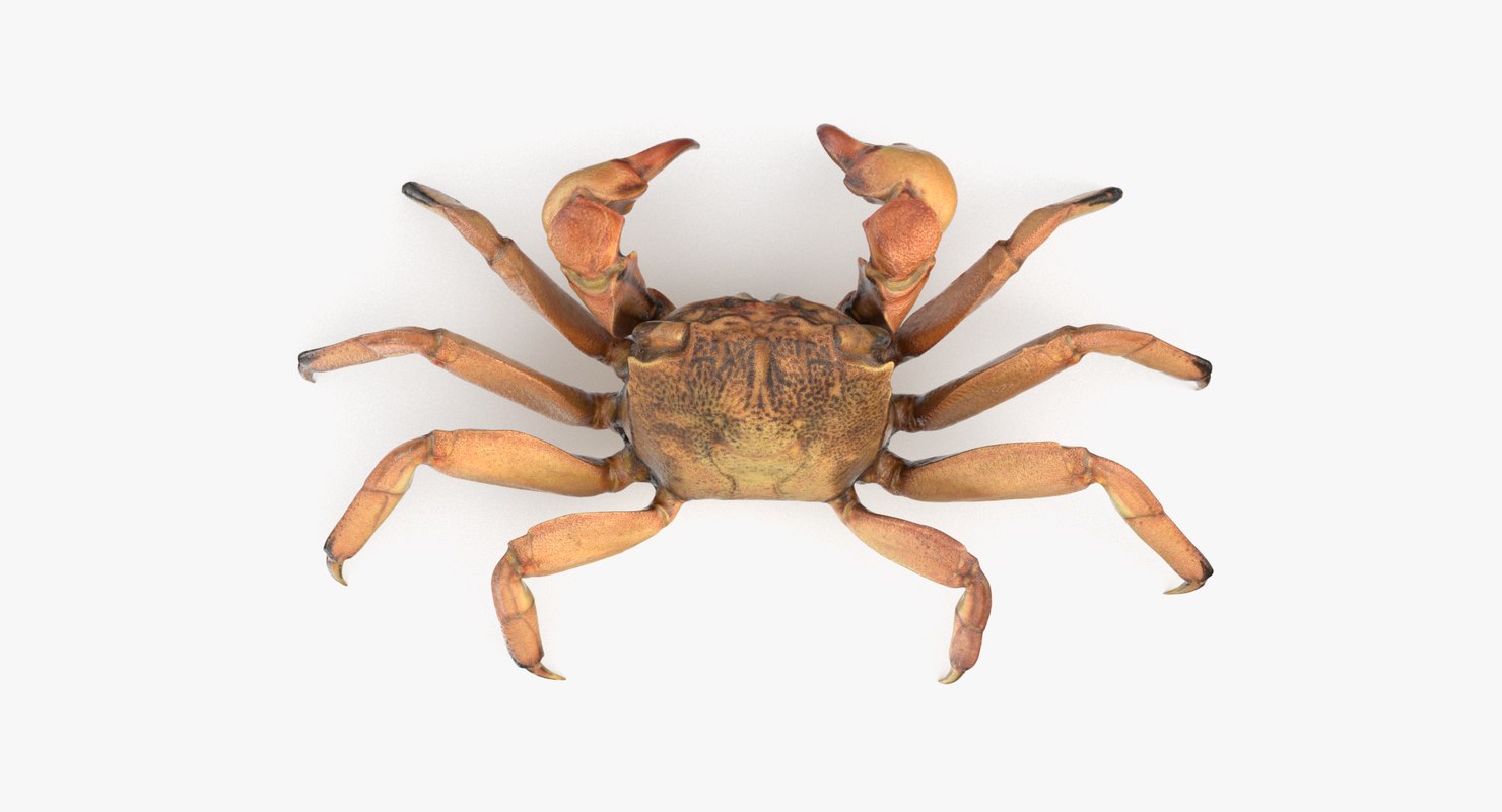 shore-crab-3d-model-turbosquid-1189613