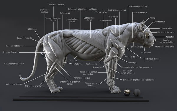 3D model digital lion ecorche study