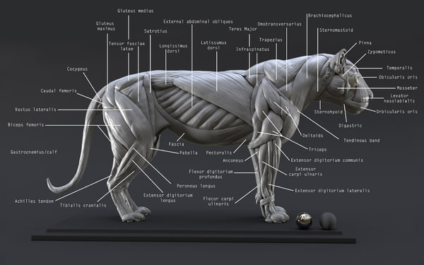 ライオンエコー デジタルモデル筋肉研究3dモデル Turbosquid