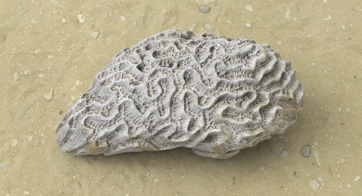 3d model of brain coral skeleton