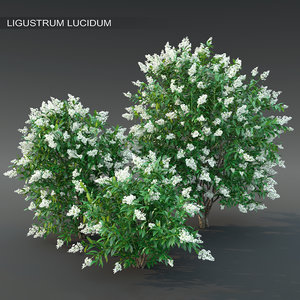 ligustrum bush 3D model