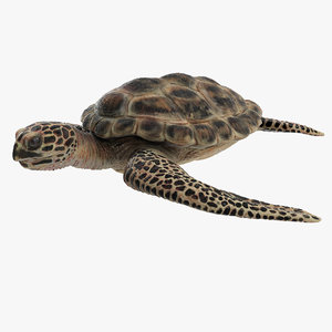 3D model carey turtle