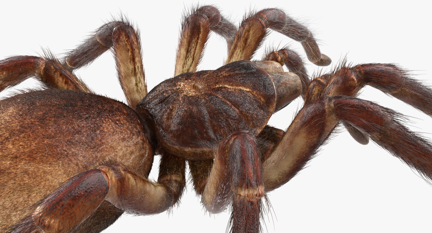 goliath birdeater with fur rigged 3d model
