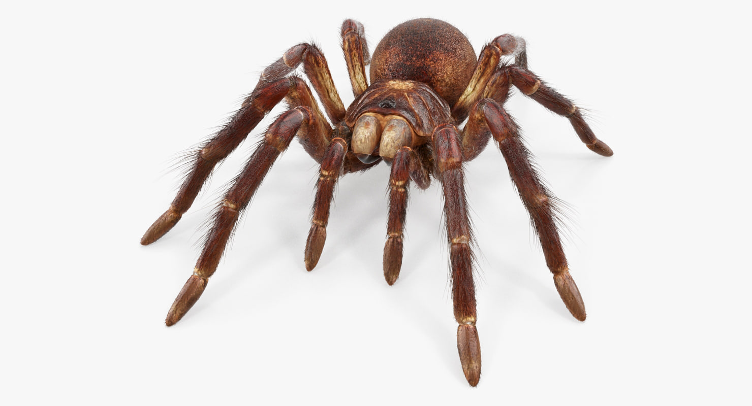Страшный паук моделька