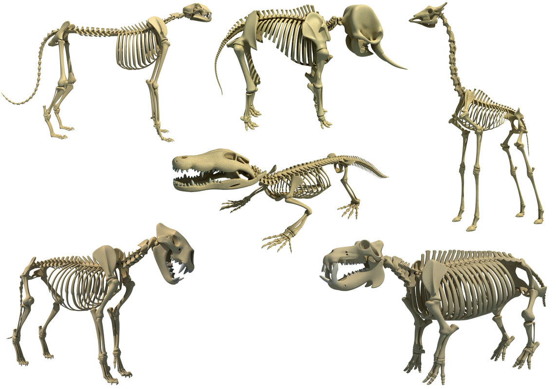 African animal skeleton model - TurboSquid 1258191