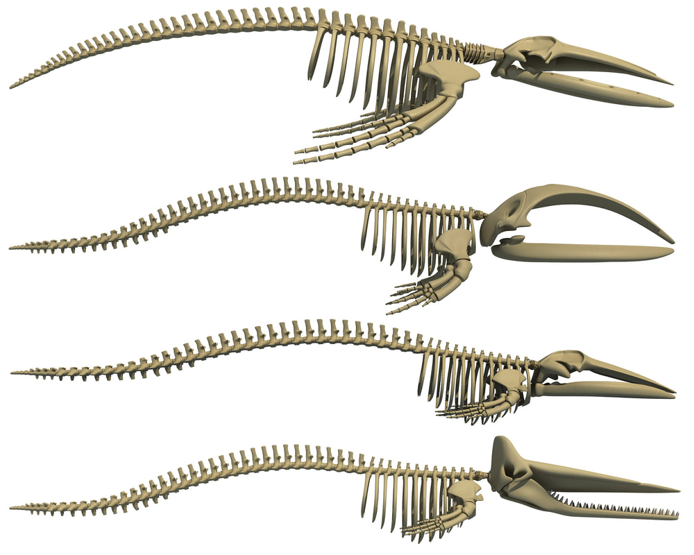 Humpback Whale Skeleton 3d Model By 3d Horse - vrogue.co