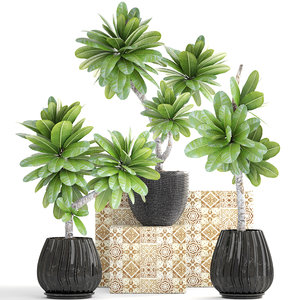 frangipani plants 3D